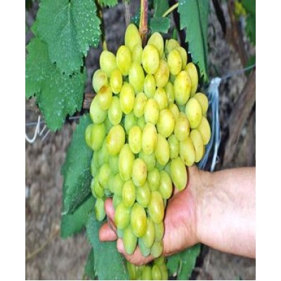 Виноград "Галахад": цена и описание сорта